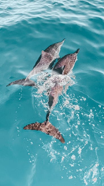 Aerial shot of dolphins swimming together in clear turquoise water, showcasing aquatic wildlife.